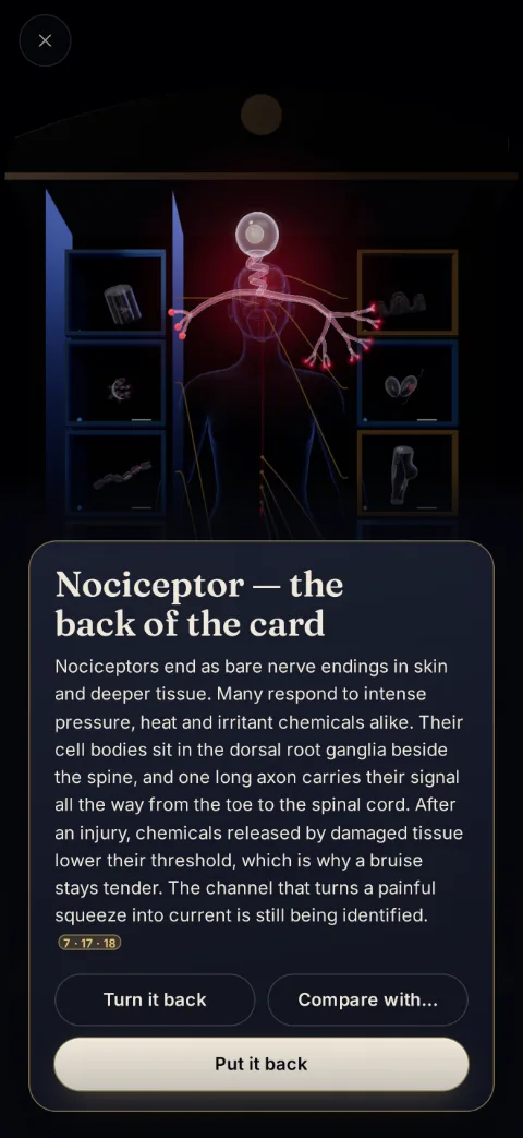 the back of the nociceptor specimen card, explaining how pain-sensing nerve endings work, with numbered references to its sources