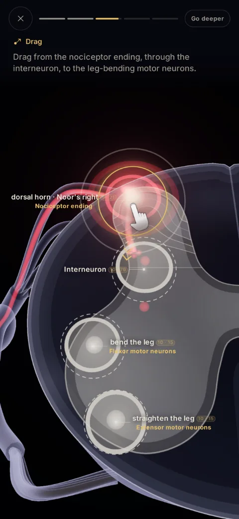a cross-section of the spinal cord, where the player drags the pain signal from the nociceptor ending through an interneuron to the motor neurons that bend the leg